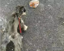 <b>狗狗亂撿東西吃怎么辦？——寵物百科知識</b>