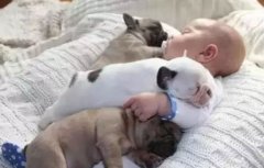 <b>怎么判別狗狗認你做主人？</b>