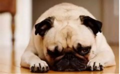 <b>狗狗口臭怎么辦？</b>