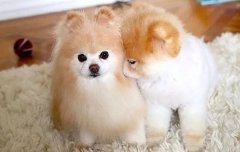 我想養狗，養什么狗，告別單身的狗