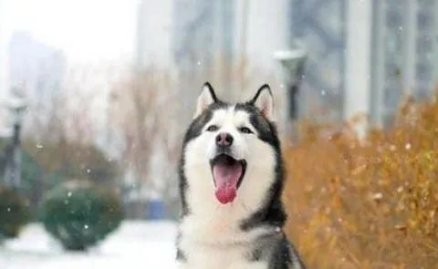 狗狗愛(ài)叫怎么辦？這六招，教給你